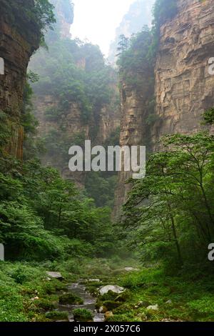 Sandsteinklippen umrahmen die üppige Landschaft im Zhangjiajie National Forest Park. Stockfoto