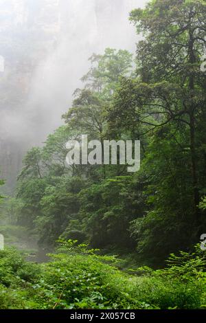 Ein schwerer Nebel verdeckt die Sandsteinklippen und -Säulen, die sich über dem üppigen Laub des Zhangjiajie National Forest Park in China erheben. Stockfoto