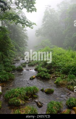 Der Nebel steigt am Golden Whip Stream im Zhangjiajie National Forest Park in China ab. Stockfoto