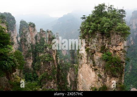 Sandsteinsäulen erheben sich über den üppigen Wald des Zhangjiajie National Forest Park in Wulingyuan Scenic Area, China. Stockfoto
