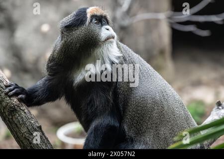 De Brazzas Affe (Cercopithecus neglectus), ein zentralafrikanischer Primat, im Birmingham Zoo in Birmingham, Alabama. (USA) Stockfoto