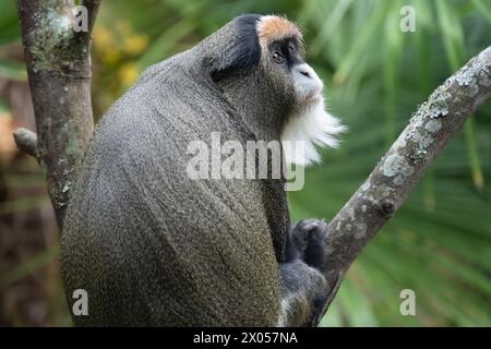 De Brazzas Affe (Cercopithecus neglectus), ein zentralafrikanischer Primat, im Birmingham Zoo in Birmingham, Alabama. (USA) Stockfoto