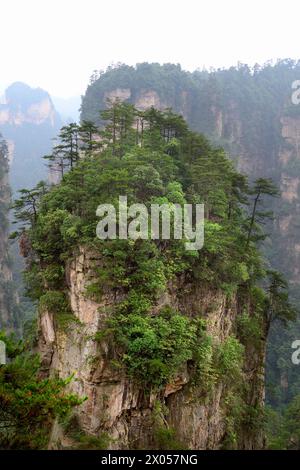 Sandsteinsäulen erheben sich über den üppigen Wald des Zhangjiajie National Forest Park in Wulingyuan Scenic Area, China. Stockfoto