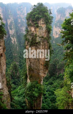 Sandsteinsäulen erheben sich über den üppigen Wald des Zhangjiajie National Forest Park in Wulingyuan Scenic Area, China. Stockfoto