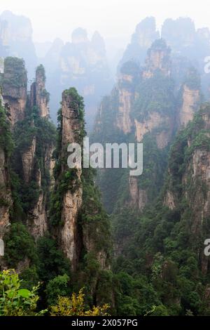 Sandsteinsäulen erheben sich über den üppigen Wald des Zhangjiajie National Forest Park in Wulingyuan Scenic Area, China. Stockfoto