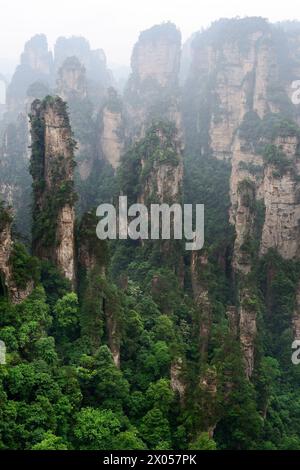 Sandsteinsäulen erheben sich über den üppigen Wald des Zhangjiajie National Forest Park in Wulingyuan Scenic Area, China. Stockfoto