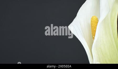 Einzelne weiße Calla-Lilienblüte in Nahaufnahme über schwarzem Hintergrund, Bild in Bannergröße mit freiem Kopierraum für Text Stockfoto