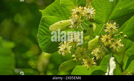 Lindenzweig mit kleinen gelben Blüten und umgeben von großen grünen Blättern weisen Lindenblüten unterschiedliche Blütestadien auf, mit etwas pe Stockfoto