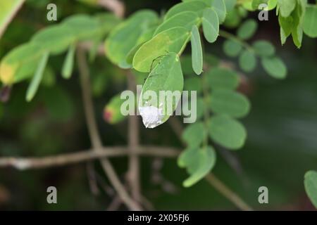 Blick auf einen Luchsspinnensack auf einem kleinen Matura-Teebaumblatt und die stacheligen Beine einer Spinne, die sich unter dem Blatt versteckt Stockfoto