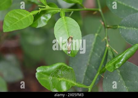 Eine gewöhnliche mormonenraupe (Papilio polytes) ist auf einer Oberfläche aus Kalkblättern zu sehen Stockfoto