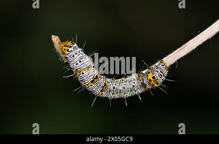 Achtfleckige waldraupe (Alypia octomaculata) am Pflanzenstamm, Nachtsicht mit Kopierraum. Makrocharakter, Schädlingsbekämpfung Frühjahrskonzept. Stockfoto