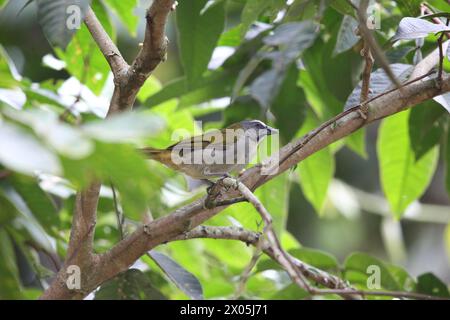 Der Buff-throated salator (Saltator maximus) ist ein Samenfresser aus der Familie der Tanager Thraupidae. Dieses Foto wurde in Ecuador aufgenommen. Stockfoto