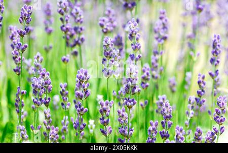 Blaue Wildblumen im grünen Gras. Blühender Lavendel im Sommer. Stockfoto