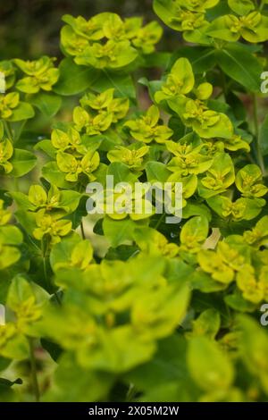 Euphoria cornigera Pflanzen in den Hermannshofgärten in Weinheim an einem Frühlingstag. Stockfoto