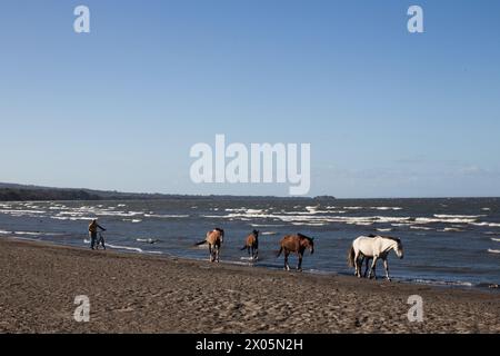 Ein Mann spaziert mit seinen Pferden am Strand von Playa Santa Cruz auf der Westseite von Ometepe Stockfoto