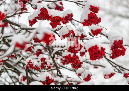 Rote Beeren rowan im Schnee Winter Hintergrund Stockfoto