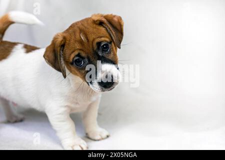 Lustiger Jack Russell Terrier Welpe. Welpenpflege Stockfoto