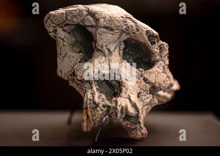 Sahelanthropus tchadensis ist eine ausgestorbene Spezies der Hominiden, die vor etwa 7 Millionen Jahren datiert wurde Stockfoto