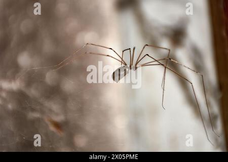 Die langbeinige Spinne lebt in Häusern, in gemäßigten und trockenen Gebieten, an Decken und in Ecken. Es ist ein großer Jäger von anderen Spinnen, Insekten, Moscheen Stockfoto