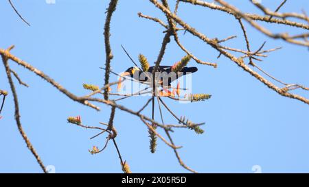 Lebendiger singvogel, der auf blühenden Ästen vor klarem blauem Himmel thront. Stockfoto