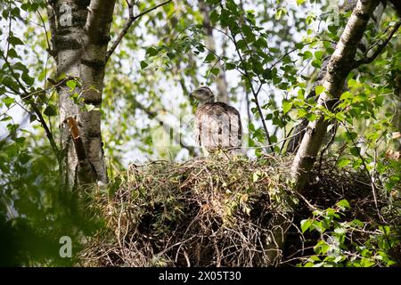 Eurasische Goschawk-Küken, die auf einem Nest sitzen Stockfoto