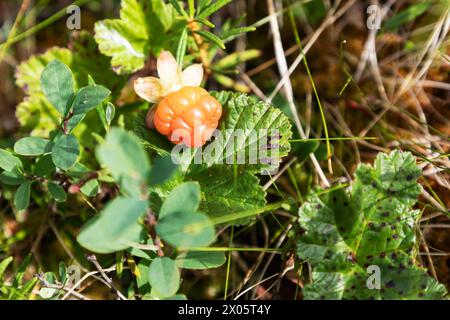 Himbeerwolke am Herbsttag Stockfoto