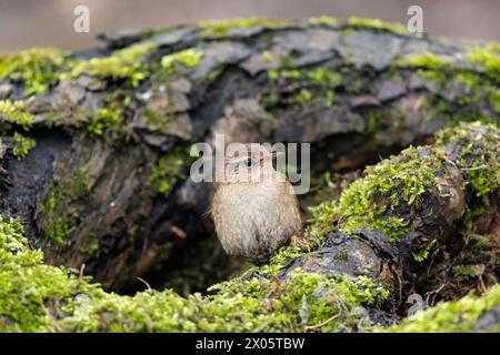 Der Eurasische Zorn sitzt ganz nah auf einem alten Stumpf Stockfoto