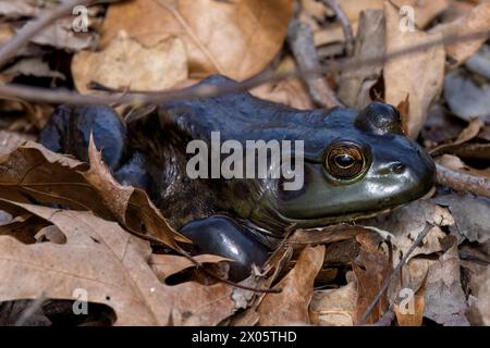 Der amerikanische Bullfrosch (Lithobates catesbeianus), der in Kanada und den Vereinigten Staaten oft einfach als Bullfrosch bezeichnet wird Stockfoto