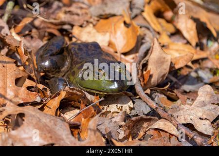 Der amerikanische Bullfrosch (Lithobates catesbeianus), der in Kanada und den Vereinigten Staaten oft einfach als Bullfrosch bezeichnet wird Stockfoto