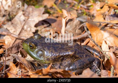 Der amerikanische Bullfrosch (Lithobates catesbeianus), der in Kanada und den Vereinigten Staaten oft einfach als Bullfrosch bezeichnet wird Stockfoto