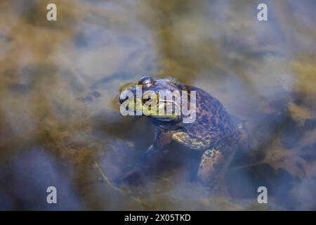 Der amerikanische Bullfrosch (Lithobates catesbeianus), der in Kanada und den Vereinigten Staaten oft einfach als Bullfrosch bezeichnet wird Stockfoto