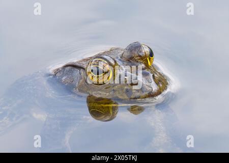 Der amerikanische Bullfrosch (Lithobates catesbeianus), der in Kanada und den Vereinigten Staaten oft einfach als Bullfrosch bezeichnet wird Stockfoto