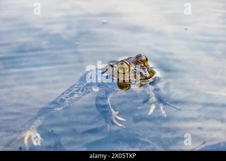 Der amerikanische Bullfrosch (Lithobates catesbeianus), der in Kanada und den Vereinigten Staaten oft einfach als Bullfrosch bezeichnet wird Stockfoto