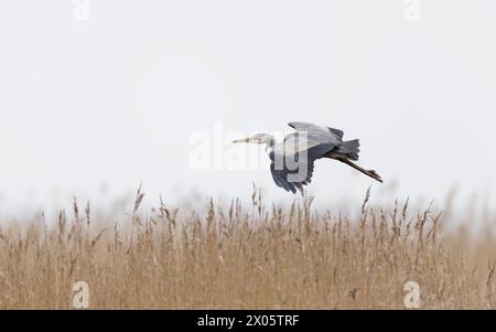 Graureiher (Ardea cinerea), der über das Schilfbett fliegt Stockfoto