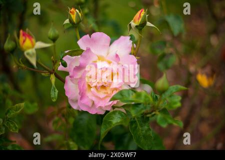 Point Defiance Park in Tacoma, Washington, USA Stockfoto