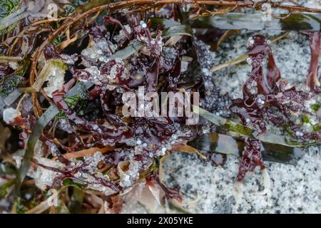 Zwei Wochen alte tote Eier von Pazifikhering liegen an Seetang an einem Strand von Vancouver Island, Kanada. Stockfoto