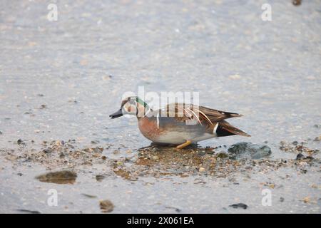 Baikal Teal (Sibirionetta formosa), auch Bimakulat-Ente oder Squawk-Ente genannt, ist eine Dabbling-Ente. Dieses Foto wurde in Japan aufgenommen. Stockfoto