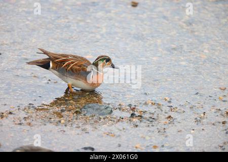 Baikal Teal (Sibirionetta formosa), auch Bimakulat-Ente oder Squawk-Ente genannt, ist eine Dabbling-Ente. Dieses Foto wurde in Japan aufgenommen. Stockfoto