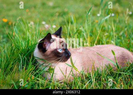 Siamkatze mit blauen Augen im Gras. Stockfoto