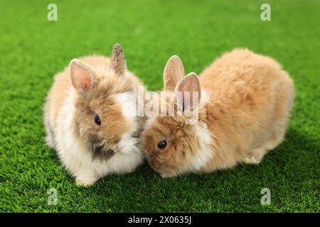 Süße flauschige Hauskaninchen auf grünem Gras Stockfoto