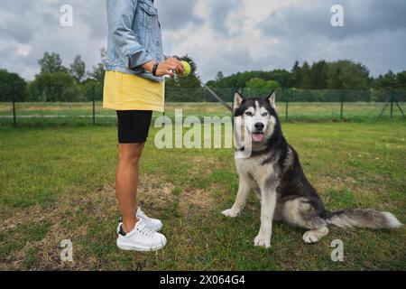 Ein Mädchen spielt mit einem sibirischen Husky mit einem Tennisball in einem Hundepark an einem Sommertag. Stockfoto