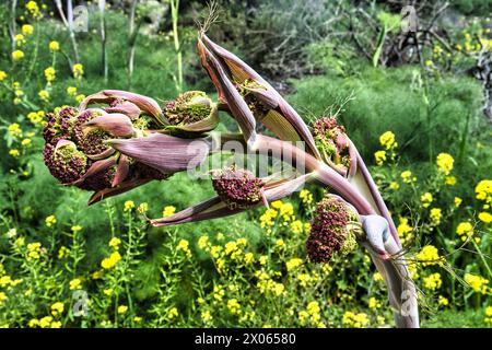 Nahaufnahme von Knospen, Sepalen und Gefäßen von Ferula communis, Riesenfenchel, der in Mittelmeerländern verbreitet ist. Gelbe Frühlingsblumen im Hintergrund Stockfoto