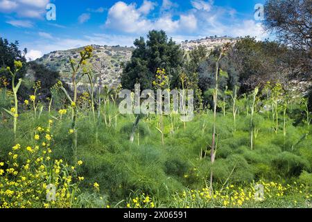 Blühender Riesenfenchel (Ferula communis) in den Küstenhügeln Südzyperns Stockfoto