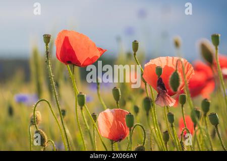 Schönes Mohnfeld im Sonnenlicht, verschwommene Kornblumen im Hintergrund. Aufnahme mit Hintergrundbeleuchtung Stockfoto