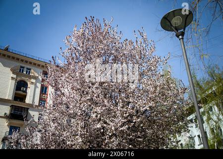 KIEW, UKRAINE - 08. APRIL 2024 - in der Straße von Kiew, der Hauptstadt der Ukraine, wird Ein blühender Obstbaum gesehen. Stockfoto