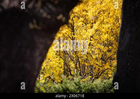 KIEW, UKRAINE - 08. APRIL 2024 - Ein blühender Forsythienstrauch, Kiew, Hauptstadt der Ukraine. Stockfoto