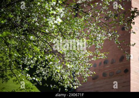 KIEW, UKRAINE - 08. APRIL 2024 - Ein Kirschbaum in Blüte, Kiew, Hauptstadt der Ukraine. Stockfoto