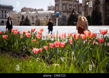 KIEW, UKRAINE - 08. APRIL 2024 - Tulpen blühen im Blumenbeet in Kiew, Hauptstadt der Ukraine. Stockfoto