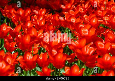 KIEW, UKRAINE - 08. APRIL 2024 - Tulpen werden in Blüte gesehen, Kiew, Hauptstadt der Ukraine. Stockfoto