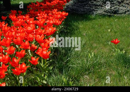 KIEW, UKRAINE - 08. APRIL 2024 - Tulpen blühen im Blumenbeet in Kiew, Hauptstadt der Ukraine. Stockfoto
